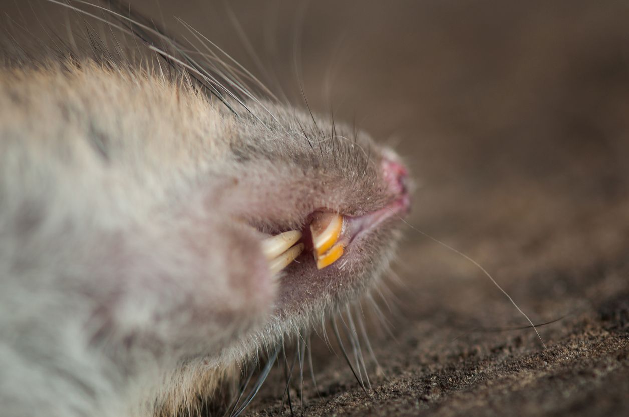 En Rotte Lille pige ”angrebet af en rotte, mens hun sov i sin barnevogn”