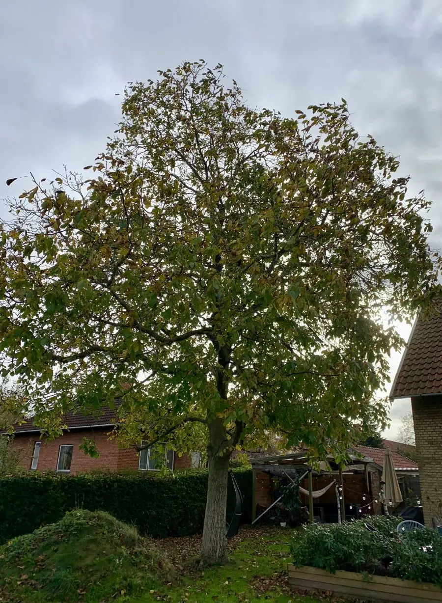 Valnøddetræ i Hvidovre Nord