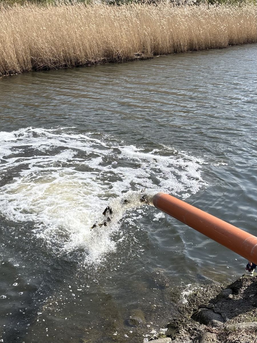 Havørreder sættes ud ved Kalveboderne