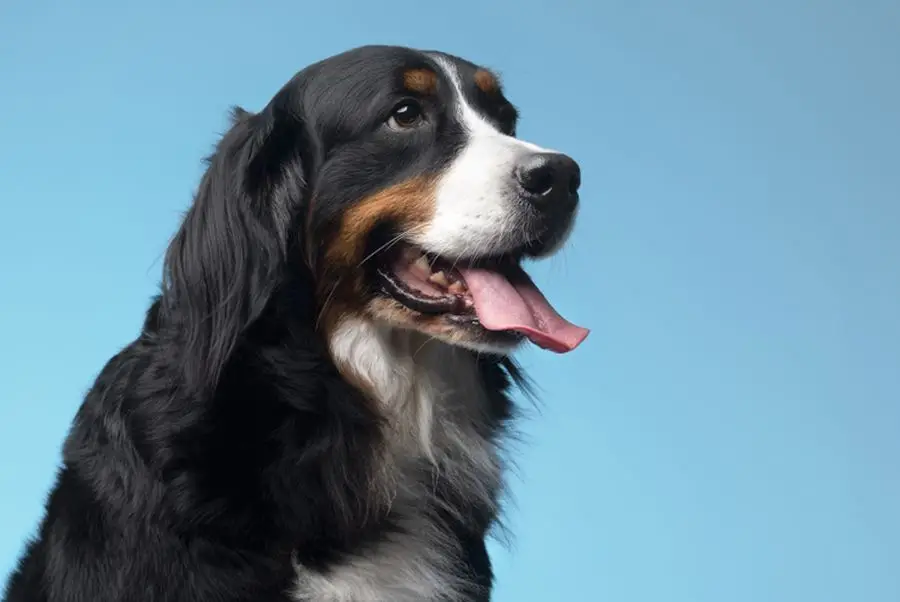 Hunde kan blive skæve af hash, de finder