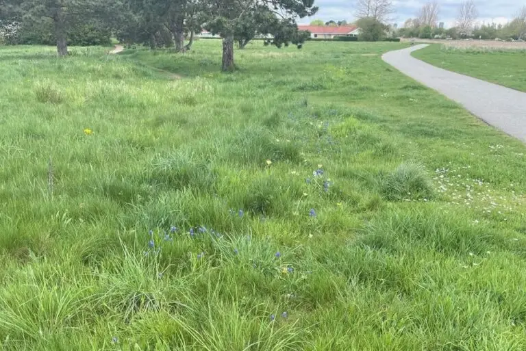 Blomster i græsset i Lodsparken i Hvidovre