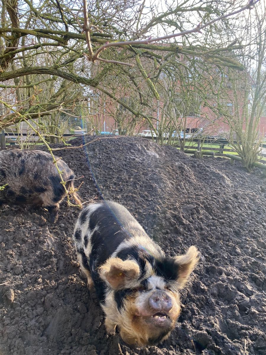 Grise på Byggelegepladsen Regnbuen