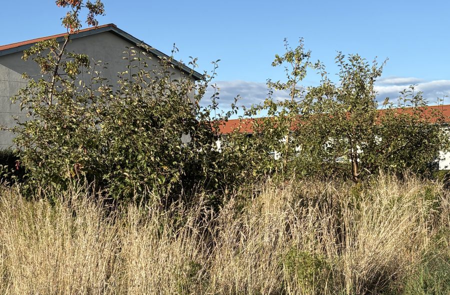 Engstrandslinjen i Hvidovre