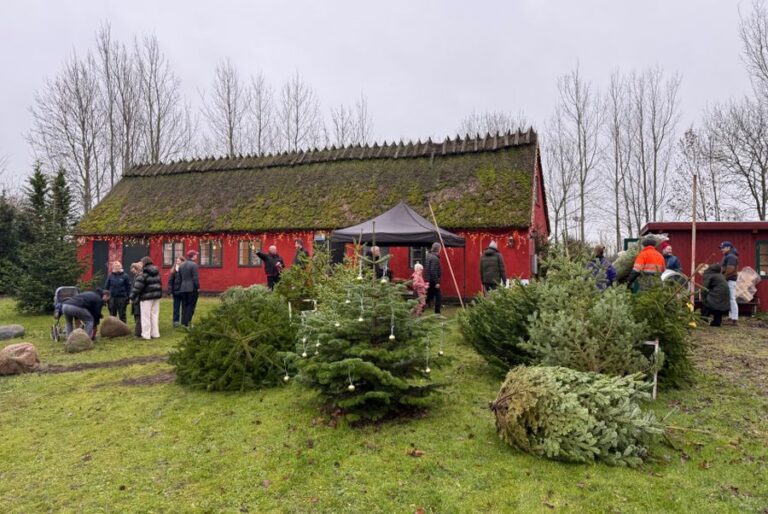 Juletræssalg i Avedøre