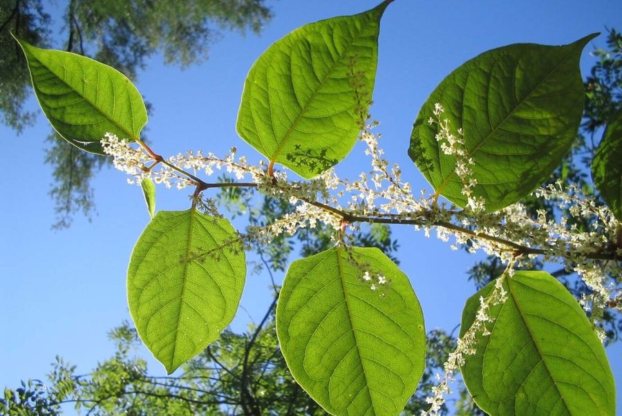 Japansk pileurt, Fallopia japonica