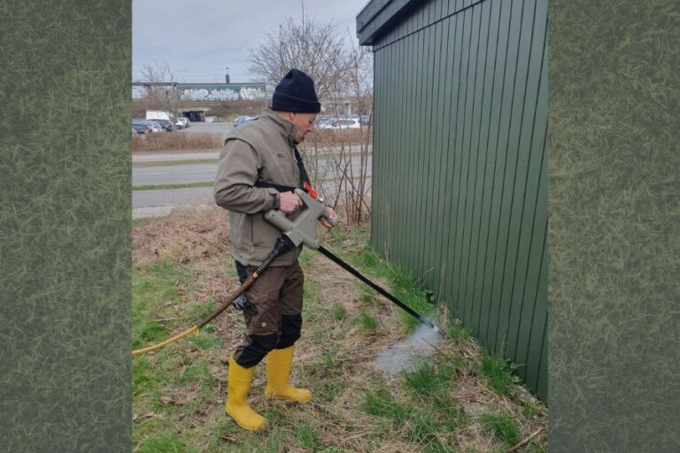 Mand sætter strøm til japansk pileurt
